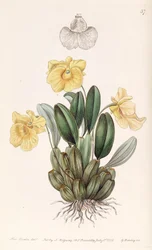 Dendrobium jenkinsii